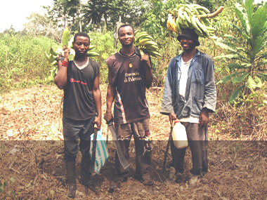 Agroforesterie 