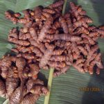 Réflex'Ter curcuma longa premium