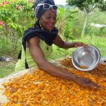 séchage du curcuma longa