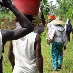 en route vers le champs de curcuma longa