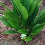 Le curcuma de Réflex'Ter est éligible à la certification biologique
